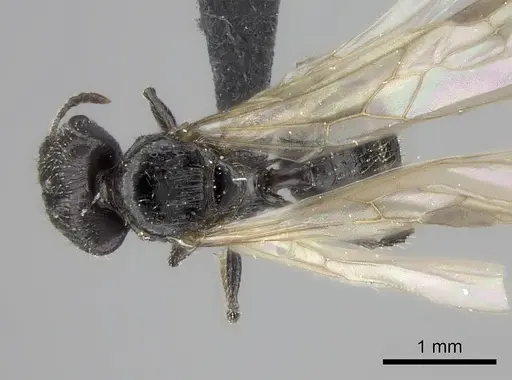 Pheidole zirafy specimen CASENT0064194 image casent0064194_1