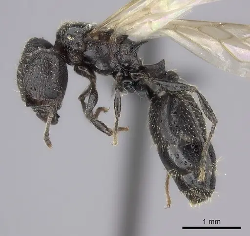 Pheidole zirafy specimen CASENT0064194 image casent0064194_3