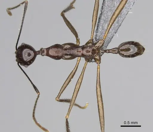 Pheidole zirafy specimen CASENT0807268 image casent0807268_1
