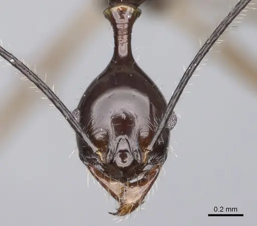 Pheidole zirafy specimen CASENT0807268 image casent0807268_2