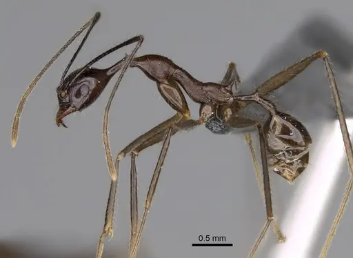 Pheidole zirafy specimen CASENT0807268 image casent0807268_3
