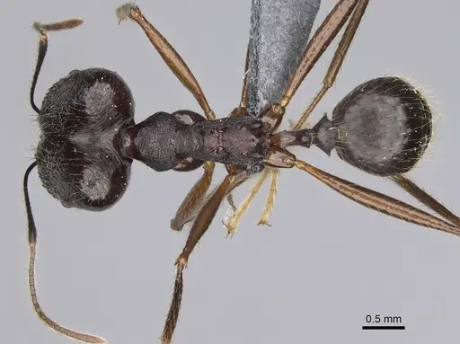 Pheidole zirafy specimen CASENT0923249 image casent0923249_1