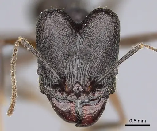 Pheidole zirafy specimen CASENT0923249 image casent0923249_2