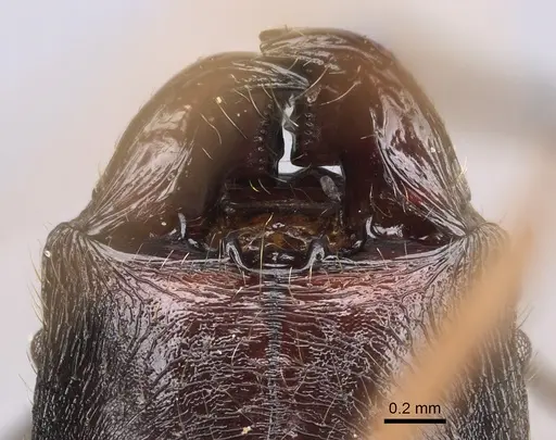 Pheidole zirafy specimen CASENT0923249 image casent0923249_3