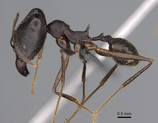 Pheidole zirafy specimen CASENT0923249 image casent0923249_4