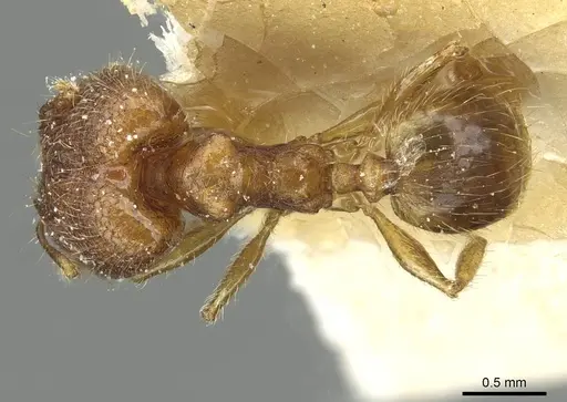 Pheidole zoceana specimen CASENT0913373 image casent0913373_1