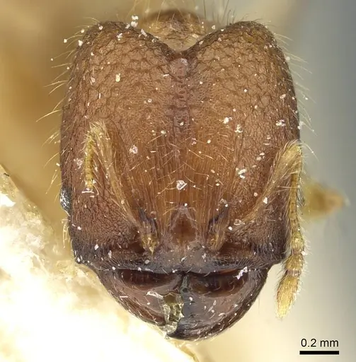 Pheidole zoceana specimen CASENT0913373 image casent0913373_2
