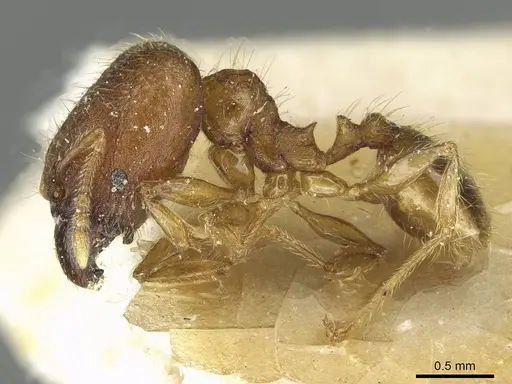 Pheidole zoceana specimen CASENT0913373 image casent0913373_3