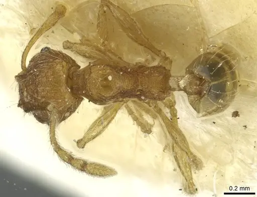 Pheidole zoceana specimen CASENT0913374 image casent0913374_1