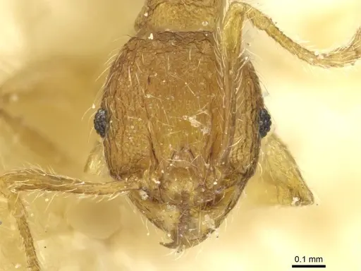 Pheidole zoceana specimen CASENT0913374 image casent0913374_2