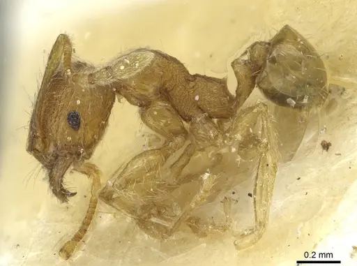 Pheidole zoceana specimen CASENT0913374 image casent0913374_3