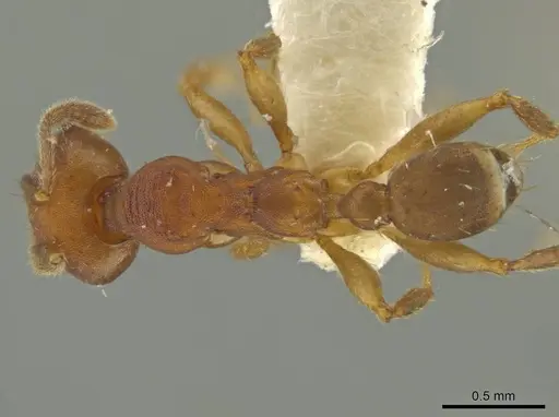 Pheidole zoster specimen CASENT0645898 image casent0645898_1