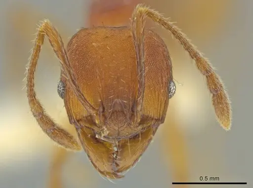 Pheidole zoster specimen CASENT0645898 image casent0645898_2
