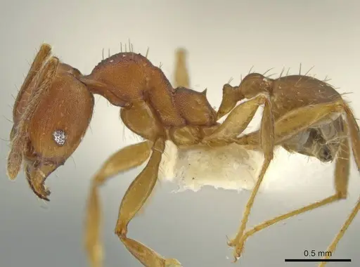 Pheidole zoster specimen CASENT0645898 image casent0645898_3