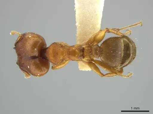 Pheidole zoster specimen JTLC000016582 image jtlc000016582_1