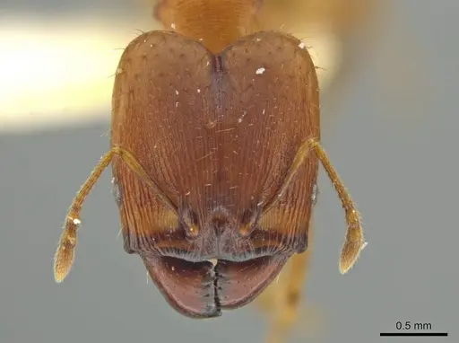 Pheidole zoster specimen JTLC000016582 image jtlc000016582_2