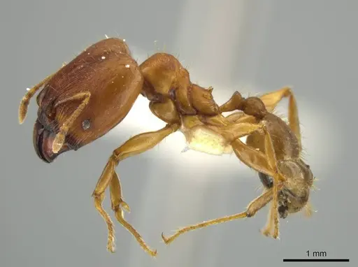 Pheidole zoster specimen JTLC000016582 image jtlc000016582_3