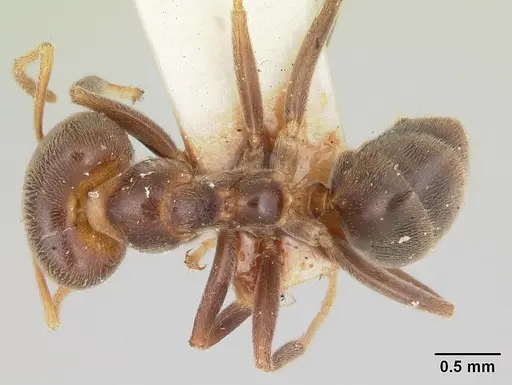 Philidris brunnea specimen CASENT0006112 image casent0006112_1