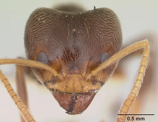 Philidris brunnea specimen CASENT0006112 image casent0006112_2