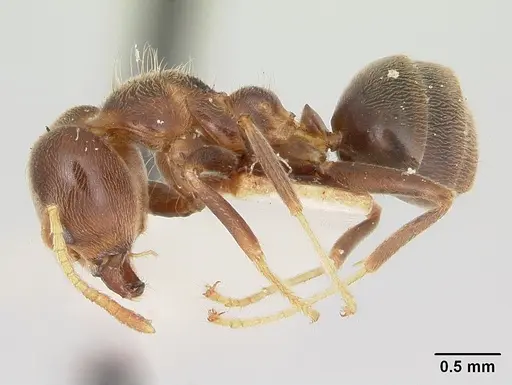 Philidris brunnea specimen CASENT0006112 image casent0006112_3
