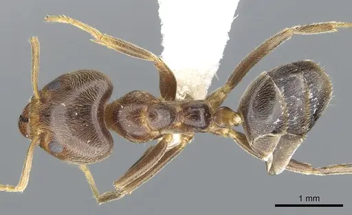 Philidris brunnea specimen CASENT0902999 image casent0902999_1