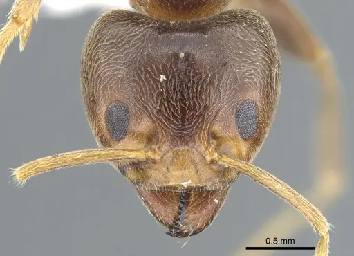Philidris brunnea specimen CASENT0902999 image casent0902999_2