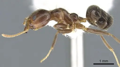 Philidris brunnea specimen CASENT0902999 image casent0902999_3