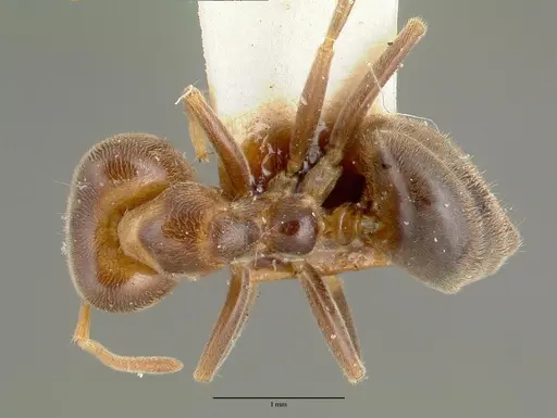 Philidris brunnea specimen CASTYPE06973 image castype06973_1