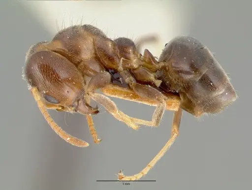 Philidris brunnea specimen CASTYPE06973 image castype06973_3