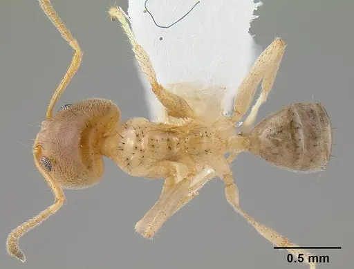 Philidris cordata specimen CASENT0106011 image casent0106011_1