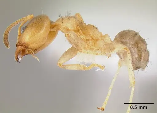 Philidris cordata specimen CASENT0106011 image casent0106011_3