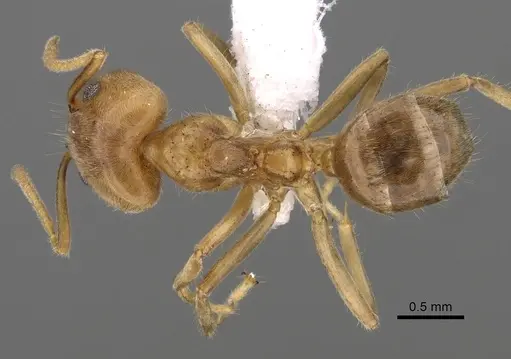 Philidris cordata specimen CASENT0249757 image casent0249757_1