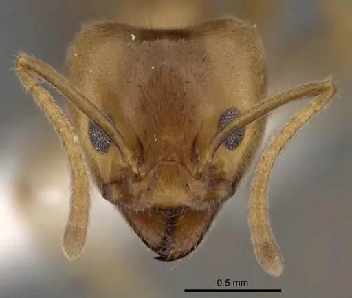 Philidris cordata specimen CASENT0249757 image casent0249757_2
