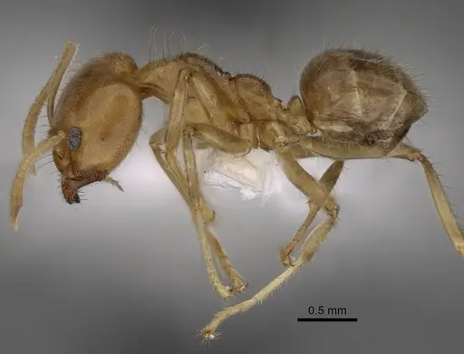 Philidris cordata specimen CASENT0249757 image casent0249757_3