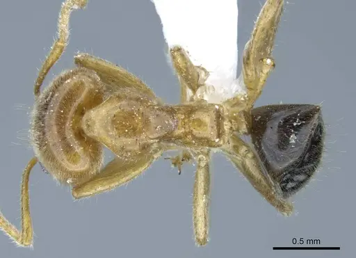Philidris cordata specimen CASENT0740778 image casent0740778_1