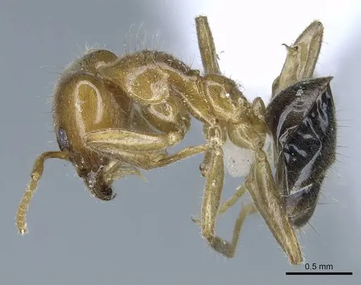 Philidris cordata specimen CASENT0740778 image casent0740778_3