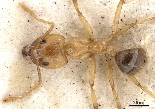 Philidris cordata specimen CASENT0901923 image casent0901923_1