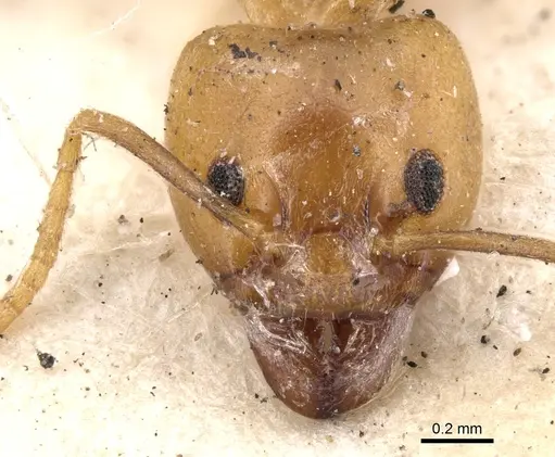 Philidris cordata specimen CASENT0901923 image casent0901923_2