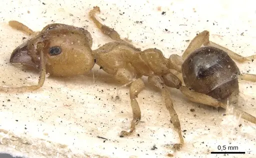 Philidris cordata specimen CASENT0901923 image casent0901923_3