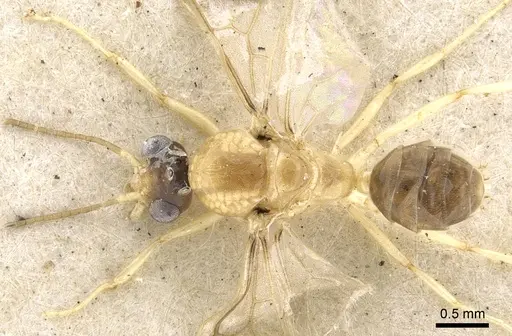 Philidris cordata specimen CASENT0903001 image casent0903001_1