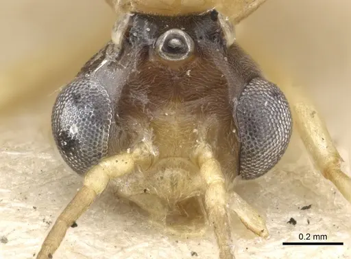 Philidris cordata specimen CASENT0903001 image casent0903001_2