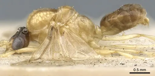 Philidris cordata specimen CASENT0903001 image casent0903001_3