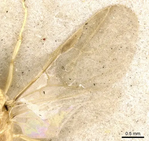 Philidris cordata specimen CASENT0903001 image casent0903001_4