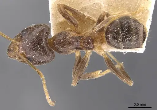 Philidris cordata specimen CASENT0909510 image casent0909510_1
