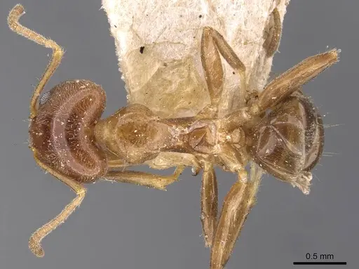 Philidris cordata specimen CASENT0909511 image casent0909511_1