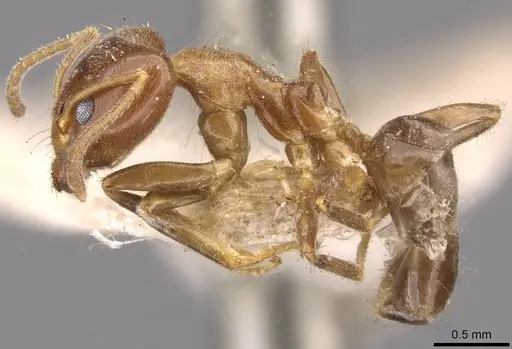 Philidris cordata specimen CASENT0909511 image casent0909511_3