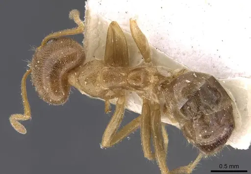 Philidris cordata specimen CASENT0909512 image casent0909512_1