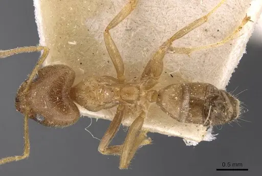 Philidris cordata specimen CASENT0909513 image casent0909513_1