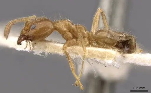 Philidris cordata specimen CASENT0909513 image casent0909513_3