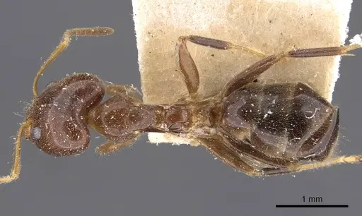Philidris cordata specimen CASENT0909514 image casent0909514_1